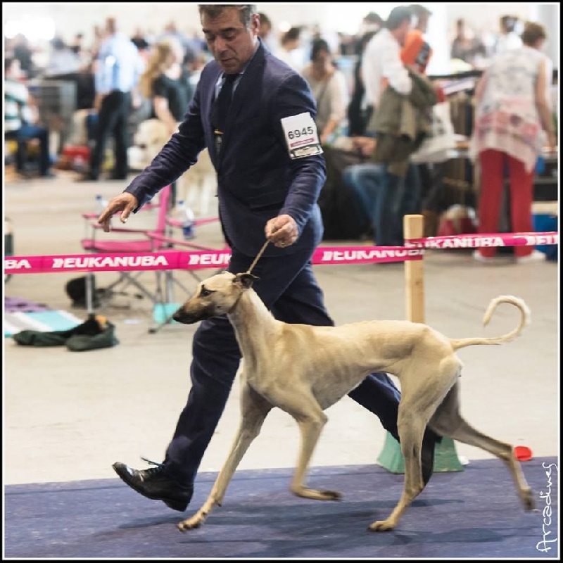 CH. Jazira de la dehannaie