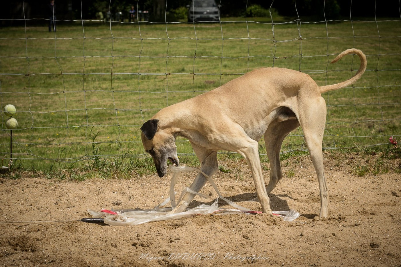 Rajaa de la dehannaie