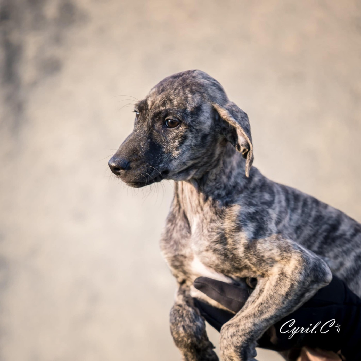 de la dehannaie - Chiots disponibles - Sloughi