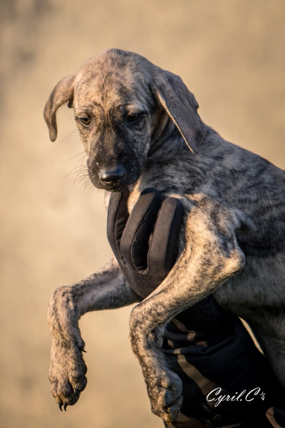 de la dehannaie - Chiots disponibles - Sloughi