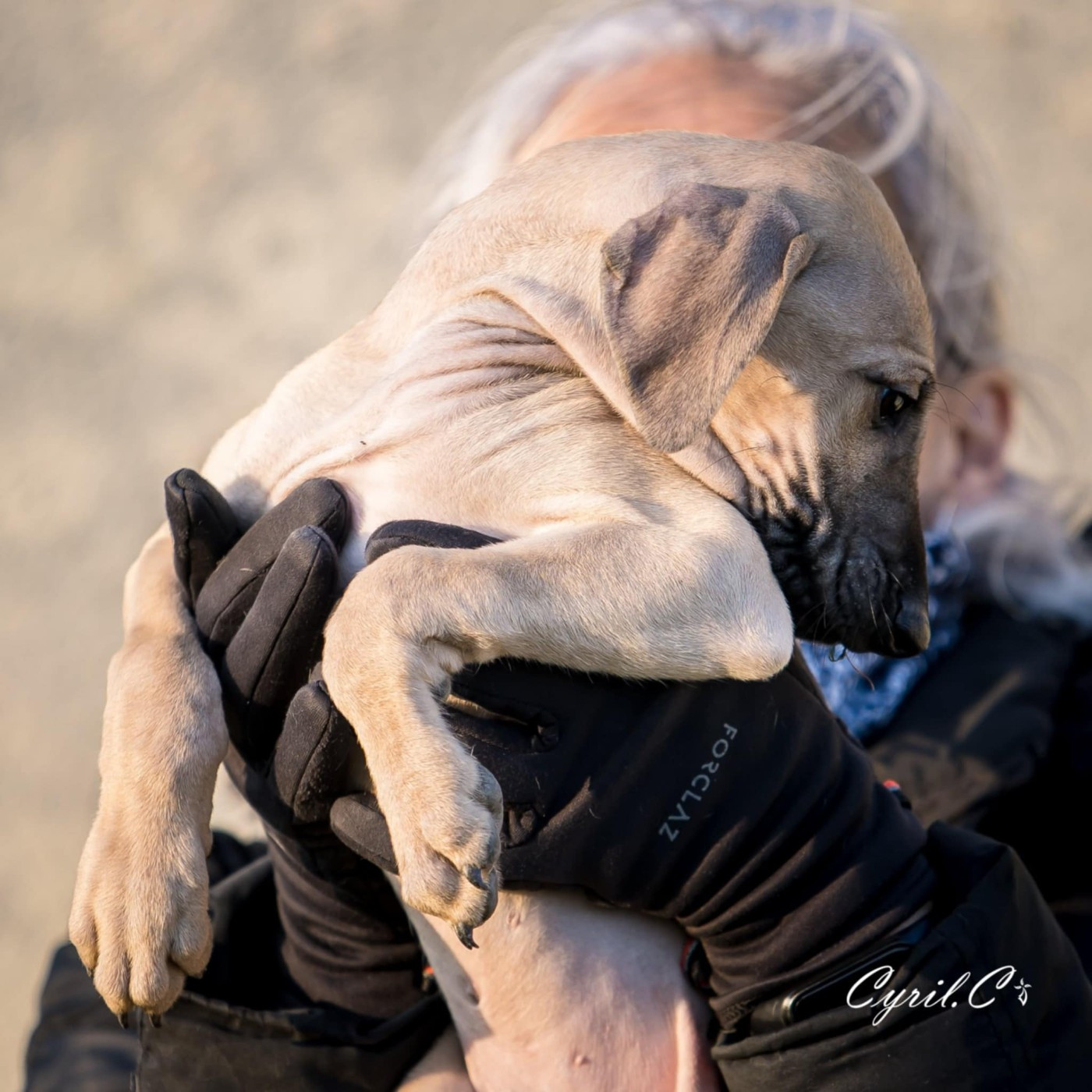 de la dehannaie - Chiots disponibles - Sloughi