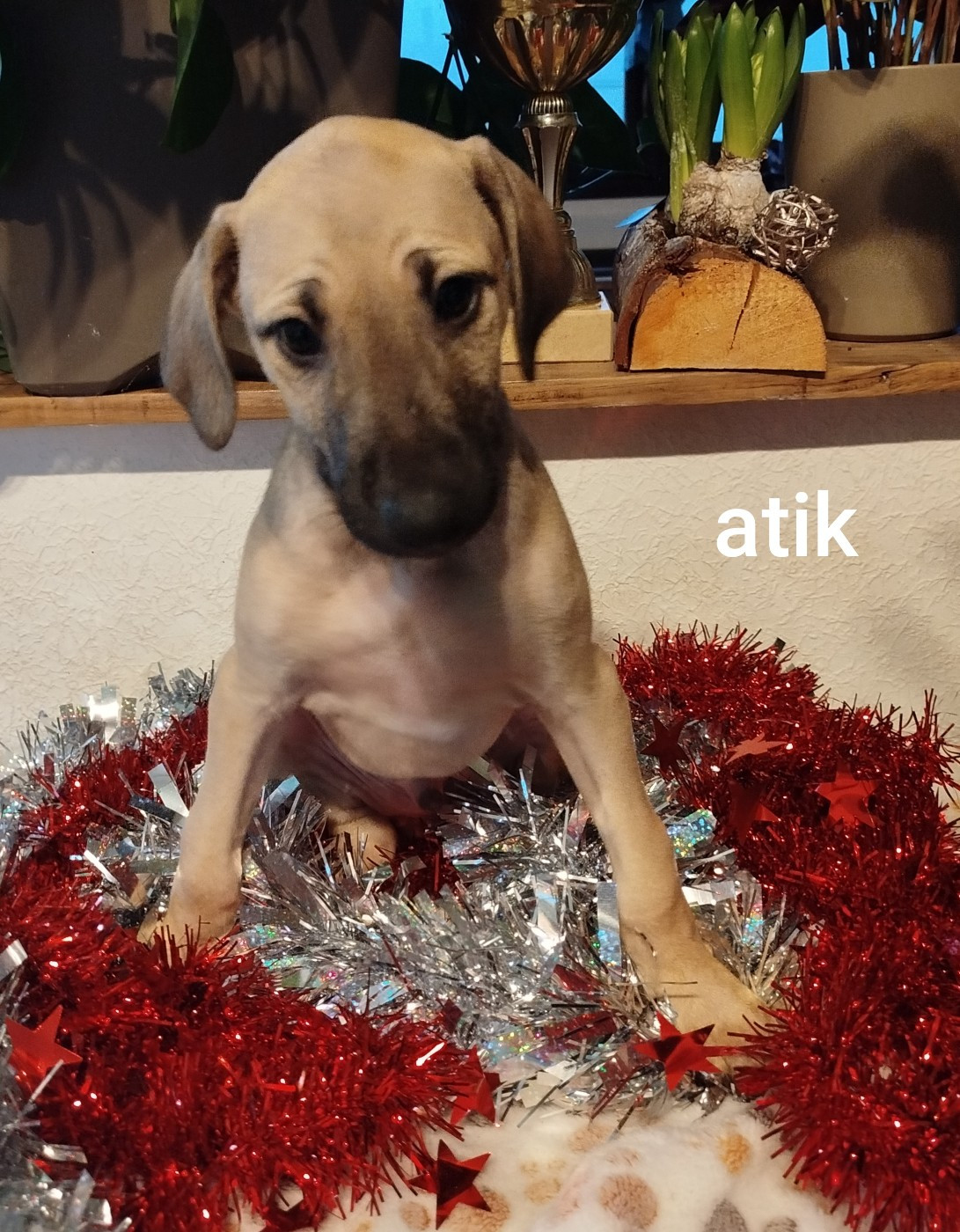 de la dehannaie - Chiots disponibles - Sloughi