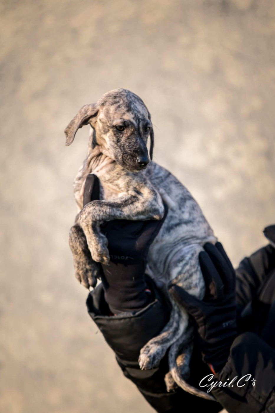 de la dehannaie - Chiots disponibles - Sloughi