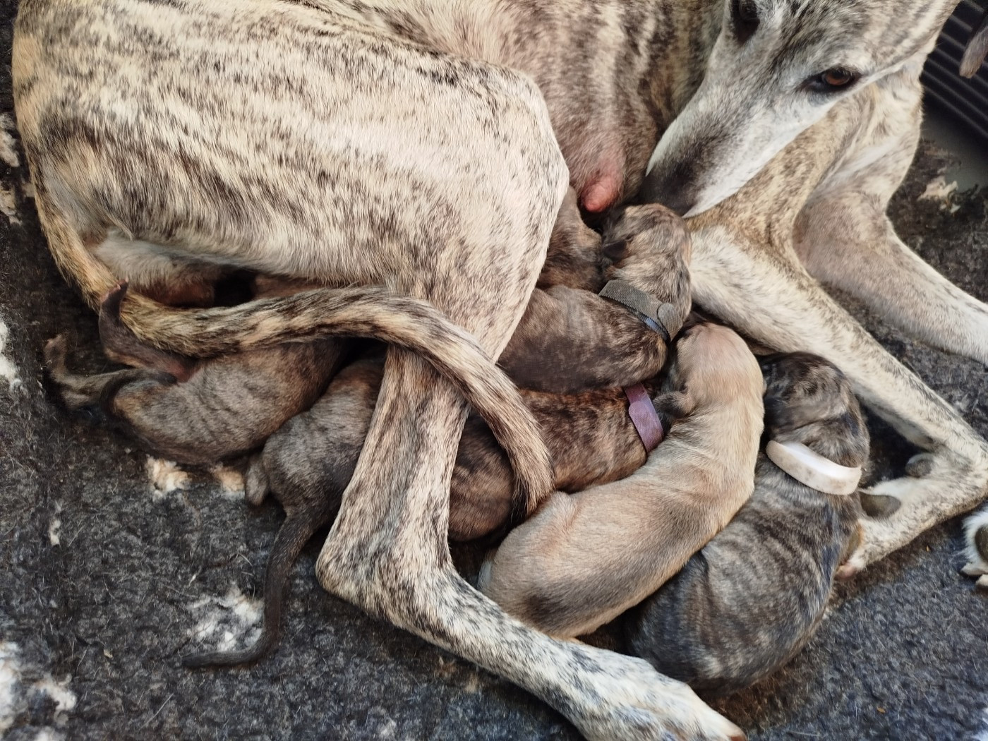 de la dehannaie - Sloughi - Portée née le 01/11/2025