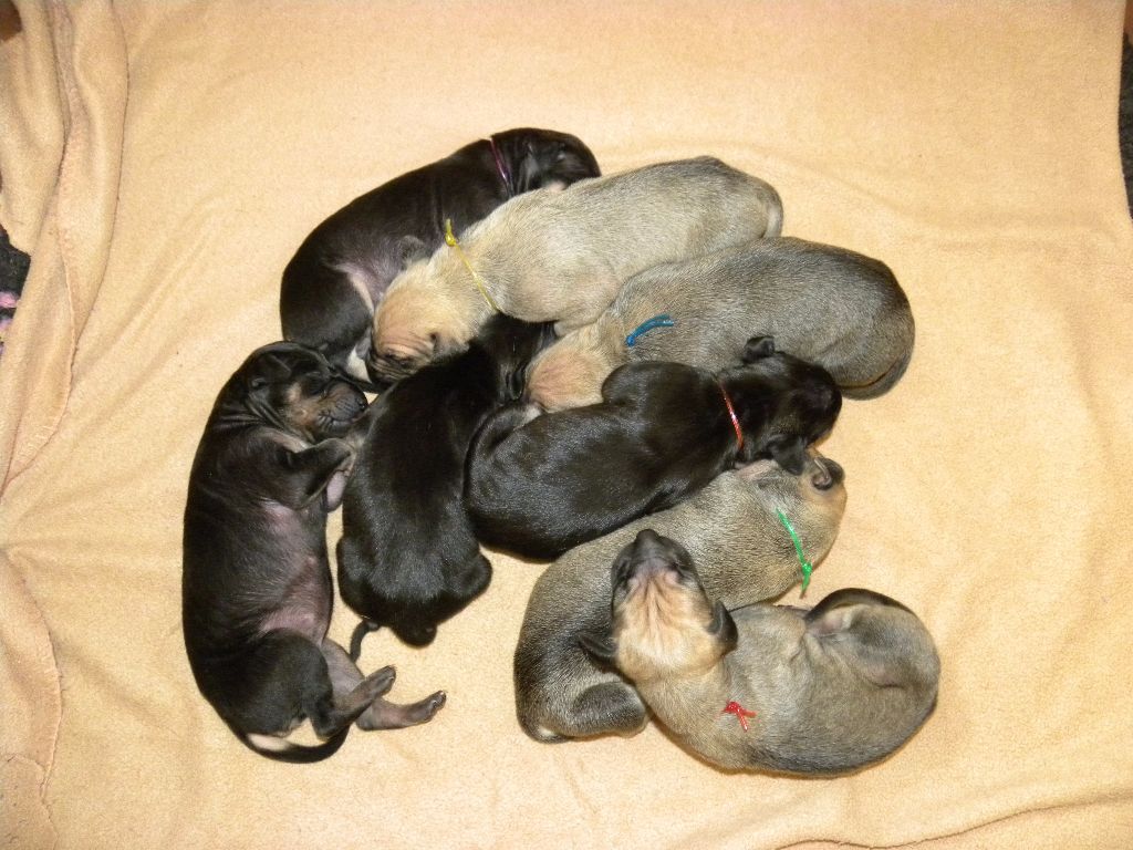 Chiot Sloughi de la dehannaie